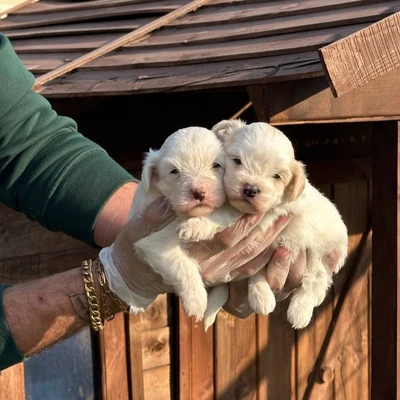 آگهی فروش نژاد مالتیز