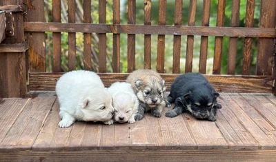 آگهی فروش نژاد پامرانین