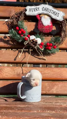 آگهی فروش نژاد مالتیز