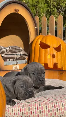 آگهی فروش نژاد کن کورسو