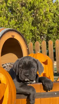 آگهی فروش نژاد کن کورسو