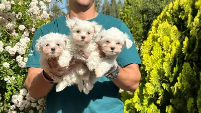 آگهی فروش نژاد مالتیز