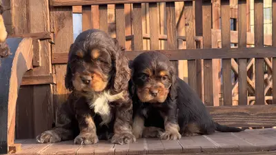 آگهی فروش نژاد انگلیش کوکر اسپانیل