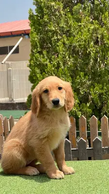 آگهی فروش نژاد گلدن رتریور