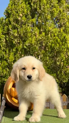 آگهی فروش نژاد گلدن رتریور