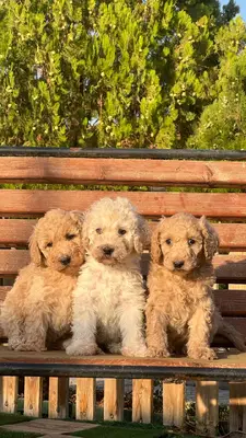 آگهی فروش نژاد پودل استاندارد