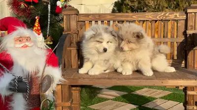 آگهی فروش نژاد پامسکی