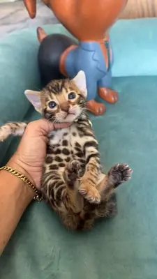 آگهی فروش نژاد بنگال