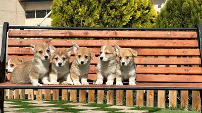 آگهی فروش نژاد پمبروک ولش کورگی