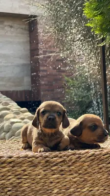 آگهی فروش نژاد داشهوند