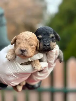 آگهی فروش نژاد پودل مینیاتوری