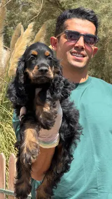 آگهی فروش نژاد انگلیش کوکر اسپانیل