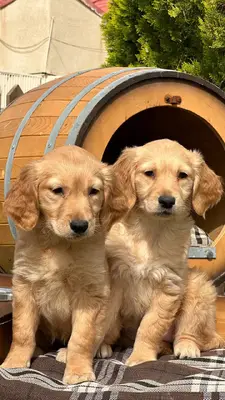 آگهی فروش نژاد گلدن رتریور