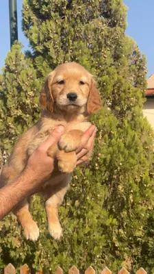 آگهی فروش نژاد گلدن رتریور