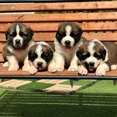 آگهی فروش نژاد سنت برنارد