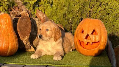 آگهی فروش نژاد گلدن رتریور