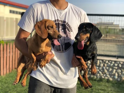 آگهی فروش نژاد داشهوند