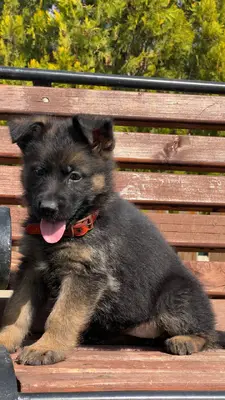 آگهی فروش نژاد ژرمن شپرد