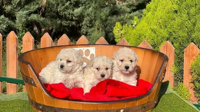 آگهی فروش نژاد بیشان فریزی