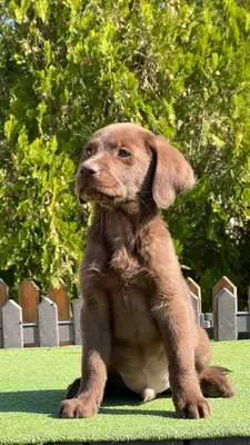 آگهی فروش نژاد لابرادور رتریور