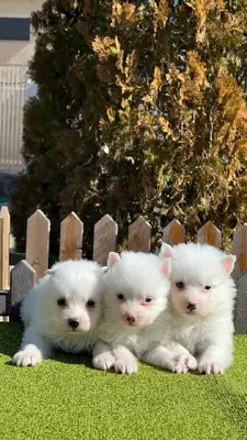 آگهی فروش نژاد جاپانیز اشپیتز