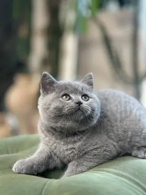 آگهی فروش نژاد بریتیش شورت هیر