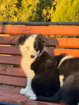 آگهی فروش نژاد بردر کالی