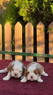 آگهی فروش نژاد کاوالیر کینگ چارلز اسپانیل