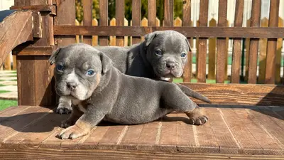 آگهی فروش نژاد آمریکن بولی