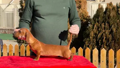 آگهی فروش نژاد داشهوند