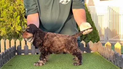 آگهی فروش نژاد انگلیش کوکر اسپانیل