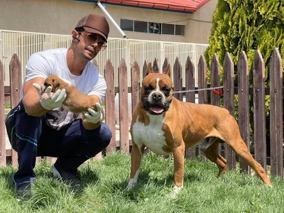 آگهی فروش نژاد باکسر