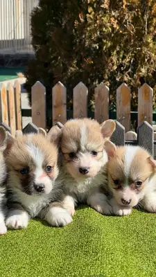 آگهی فروش نژاد پمبروک ولش کورگی