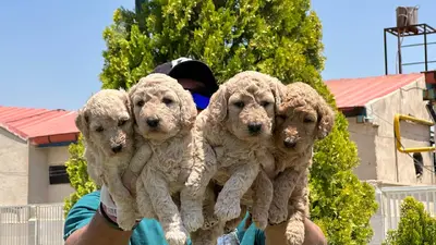 آگهی فروش نژاد پودل استاندارد