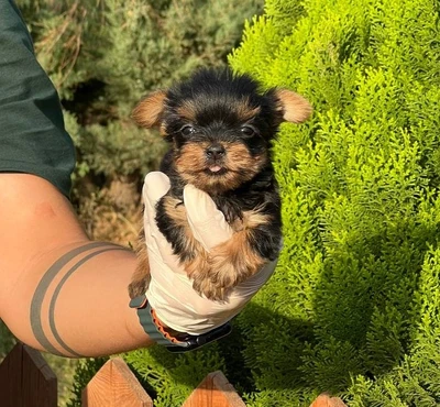 آگهی فروش نژاد یورکشایر تریر