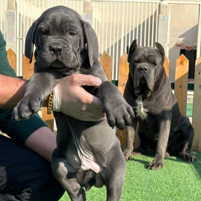 آگهی فروش نژاد کن کورسو