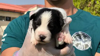 آگهی فروش نژاد بردر کالی