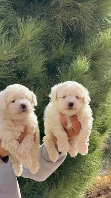 آگهی فروش نژاد بیشان فریزی