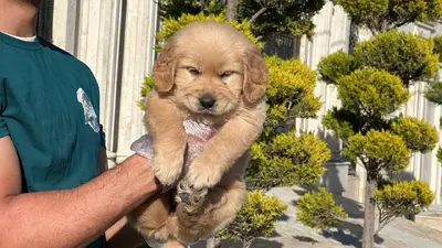 آگهی فروش نژاد گلدن رتریور