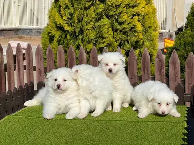 آگهی فروش نژاد جاپانیز اشپیتز