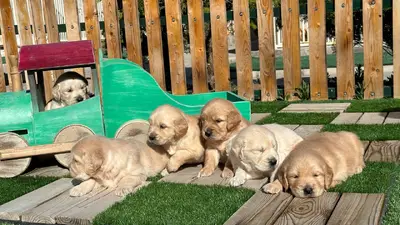 آگهی فروش نژاد گلدن رتریور