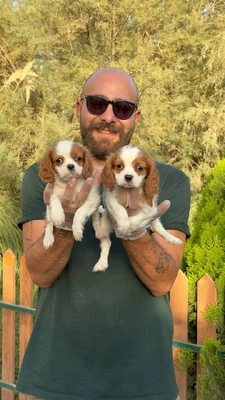 آگهی فروش نژاد کاوالیر کینگ چارلز اسپانیل