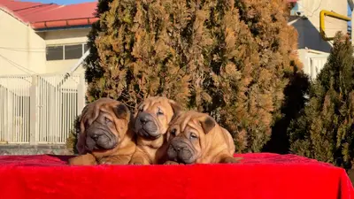 آگهی فروش نژاد چاینیز شارپی