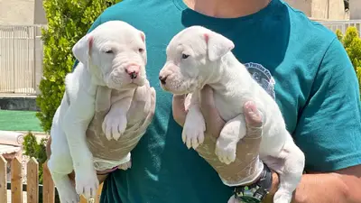 آگهی فروش نژاد داگو آرژانتینو