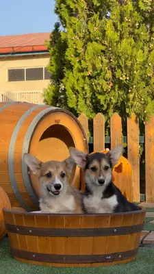 آگهی فروش نژاد پمبروک ولش کورگی