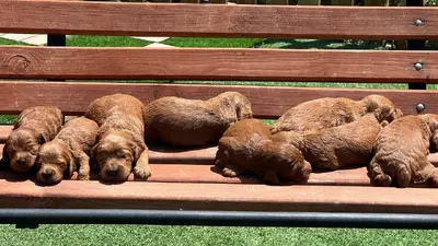 آگهی فروش نژاد کوکاپو