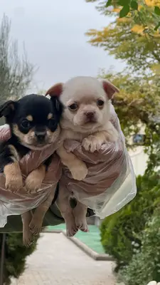 آگهی فروش نژاد چی واوا