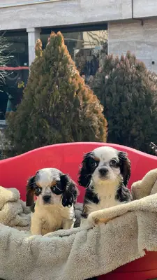 آگهی فروش نژاد کاوالیر کینگ چارلز اسپانیل