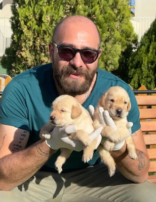 آگهی فروش نژاد لابرادور رتریور