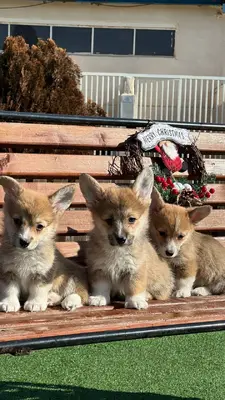 آگهی فروش نژاد پمبروک ولش کورگی